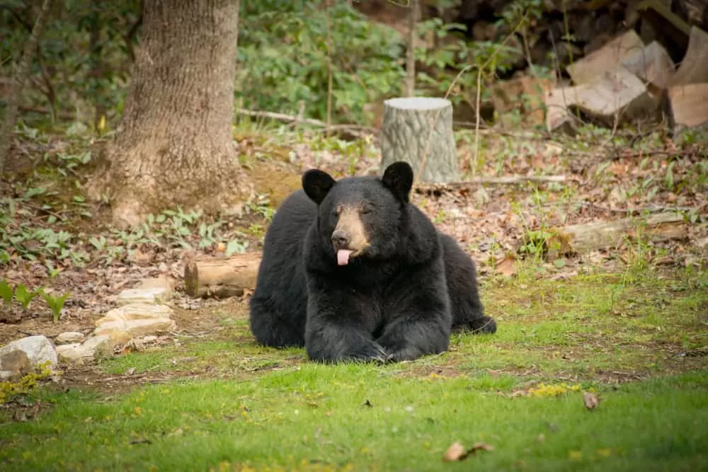black bear in the Smoky Mountains