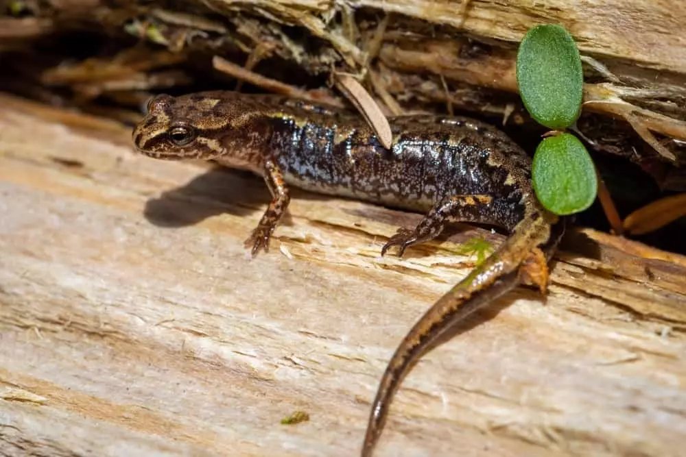 A salamander on a log at Great Smoky Mountains National Park