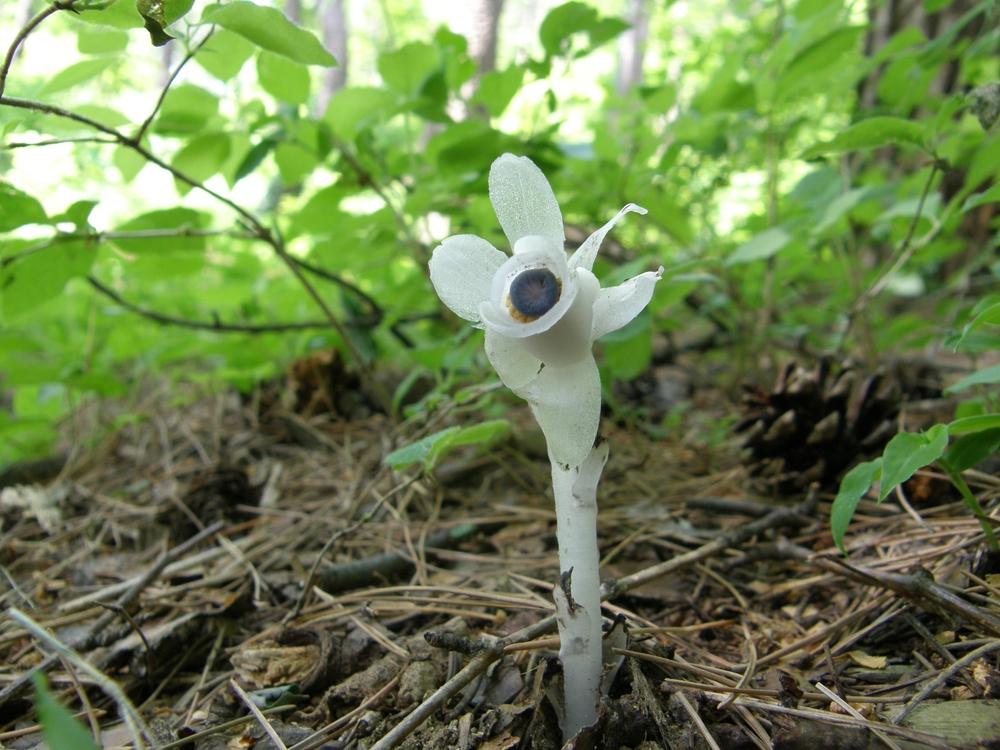ghost plant