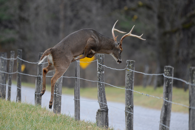 deer are popular among Cades Cove wildlife