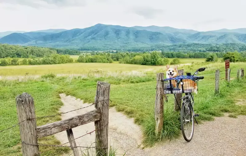 view of green meadow and mountains