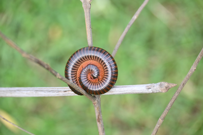 milipede great smoky mountains national park